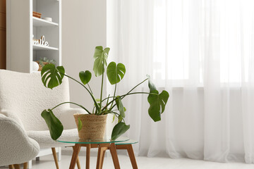 Wicker basket with houseplant on glass coffee table in stylish living room, closeup