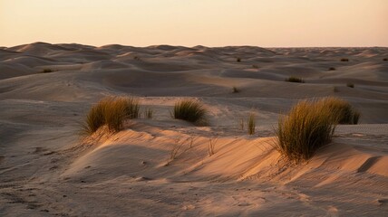 Desert Dunes and Dry Grass with Golden Lighting