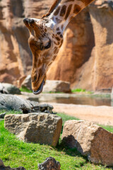 Giraffe eating hay in a park where the trunk and spots can be seen.