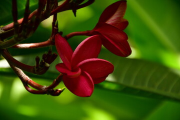Obraz premium pink tropical flowers