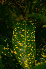 green leaf with yellow pois