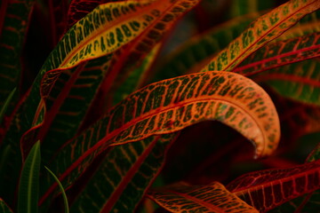 tropical red leaves closeup
