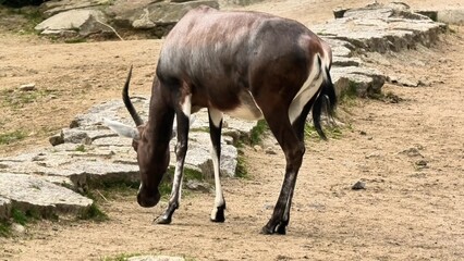 Bongo Grazing in their Natural Habitat, an Incredible Sight to Behold in Nature