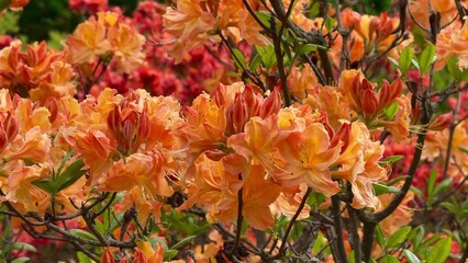 Vibrant Azalea Blossoms Flourishing Surprisingly in a Beautiful Spring Garden Setting