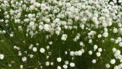 A Beautiful Cotton Grass Field in Full Bloom, Showcasing Natures Vibrant Colors and Serenity