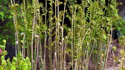 A Stunning Display of Vibrant Ferns and Colorful Blossoms Set in a Lush Garden Scene