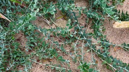 Obraz premium Tropical Ground Vegetation Featuring Bright, Vibrant Green Leaves on Sandy Desert Terrain