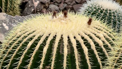 A Stunning CloseUp Image of a Unique Cactus Variety with Sharp, Intricate Spines