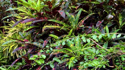 Lush and Beautiful Tropical Foliage Featuring Vibrant Colors and Unique Textures Galore