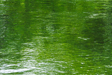 緑の木々を映す川の流れ09