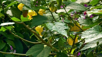 Bright and Vibrant Yellow Flowers Beautifully Surrounded by Lush Green Foliage and Leaves