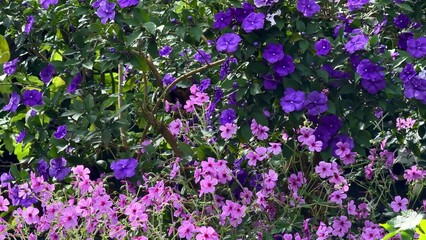 Obraz premium A Stunning Vibrant Flower Garden Featuring Beautiful Purple and Pink Colorful Blooms
