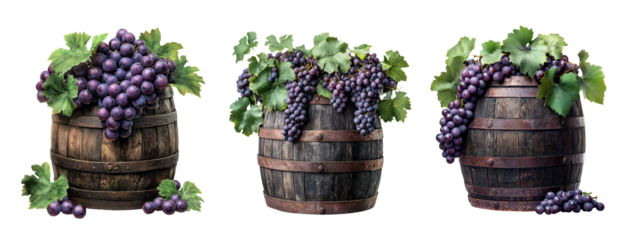 Grapevine Clusters in Wooden Barrels with Leaves on Transparent Background