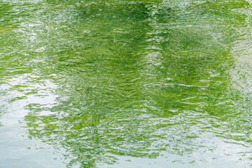 緑の木々を映す川の流れ15