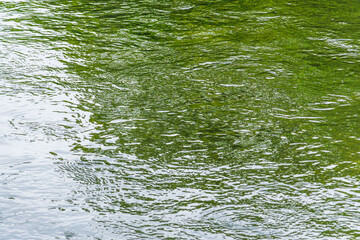 緑の木々を映す川の流れ19