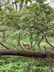 deer in the forest