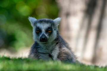 Ring-tailed lemur looking at the camera very sleepy after eating