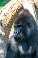 Male gorilla looking at the horizon in a zoo in Spain
