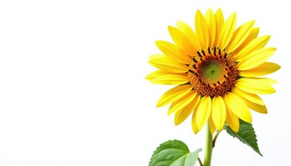 Vibrant single sunflower isolated on white background Perfect for design projects , natural, summer, disc