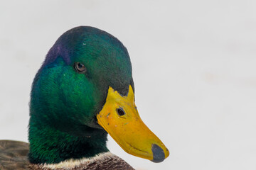 Green duck in the foreground looking at the camera