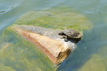Red-eared water turtle resting on a rock in the middle of a lake, in its natural habitat.