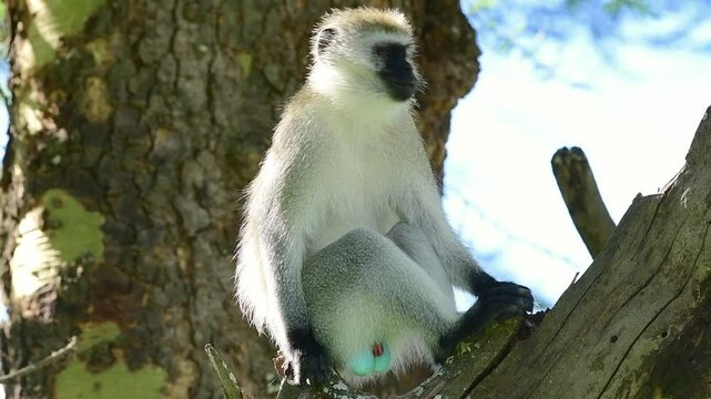 A vervet monkey sitting in a tree in slow motion