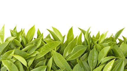 Fototapeta premium Vibrant Green Tea Leaves Border White Background Lush Freshness Tea Plantation