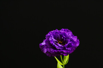 ユーストマの紫の花を黒背景で撮影17