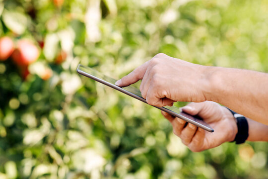 Fruit grower with digital tablet checking quality in modern organic orchard. Businessman farmer work on tablet. Apples on tree with green leaves on branches on plantation on farm, outdoor, copy space