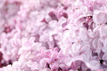 Many beautiful lilac flowers as background, closeup