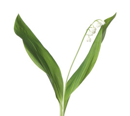 Beautiful fragrant lily-of-the-valley flowers isolated on white