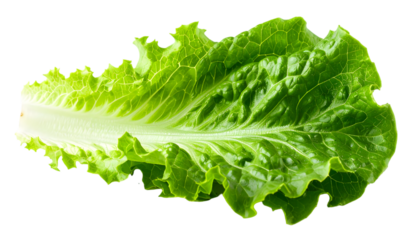 Fresh Green Lettuce Leaf