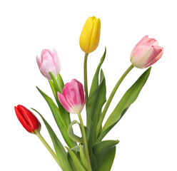 Beautiful colorful tulips isolated on white. Spring flowers
