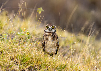Athene cunicularia in natural habitat, Colombia / Burrowing Owl Standing Alert in the Grasslands