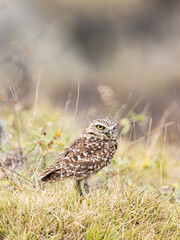 Burrowing Owl Standing Alert in the Grasslands / Athene cunicularia in natural habitat, Colombia