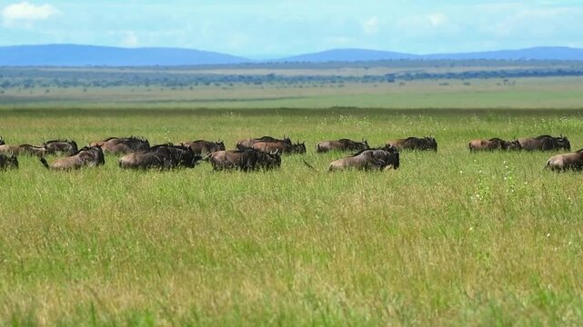 slow motion wildebeest herd running through the plains of the serengeti