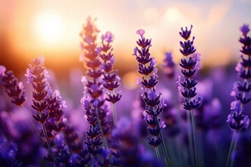 Fototapeta premium Close-up of vibrant purple lavender flowers illuminated by warm golden sunlight during sunset creating a peaceful and calming atmosphere