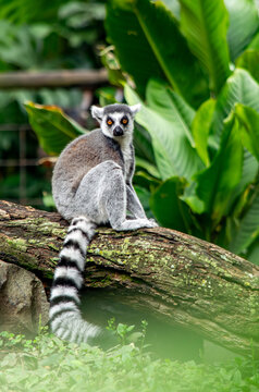 Ring-tailed lemur sitting on branch in tropical foliae
