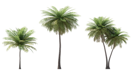 Fototapeta premium coconut palm tree isolated on transparant background. 3d rendering