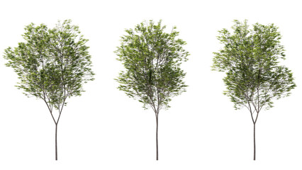 common beech tree isolated on transparant background. 3d rendering