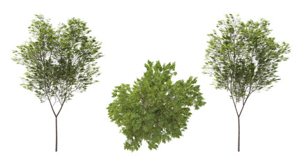 Obraz premium common beech tree isolated on transparant background. 3d rendering