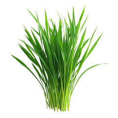 Annual Ryegrass For Livestock Bright Green Slender Bla isolated on a transparent background. High quality PNG, commercial use.
