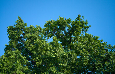 Oak tree branches against blue sky