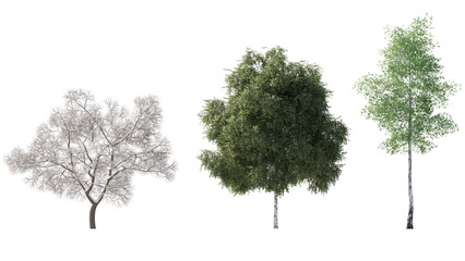 Obraz premium set of trees isolated on transparant background. 3d rendering