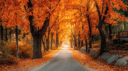 Fototapeta premium A serene autumn landscape with a tree-lined road adorned in vibrant orange foliage.