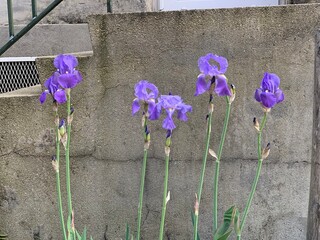 5 iris