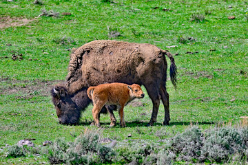A Bison calf  taking a break from suckling