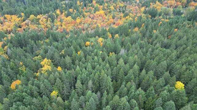 Aerial drone of forest in autumn on Vancouver Island, Canada