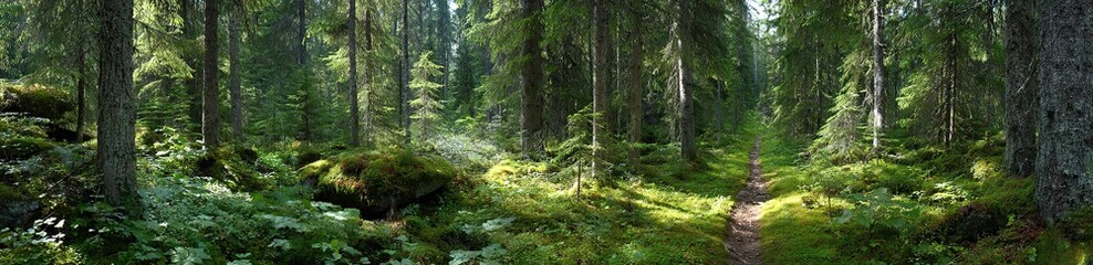 Fototapeta premium Dense Green Forest Sunlight Path