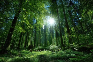 Obraz premium Sunlight Filtering Through Lush Green Forest